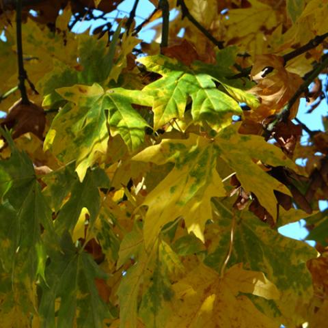 image leaves_hr_0027-jpg