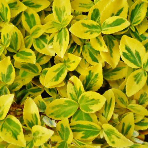 image leaves_hr_0029-jpg