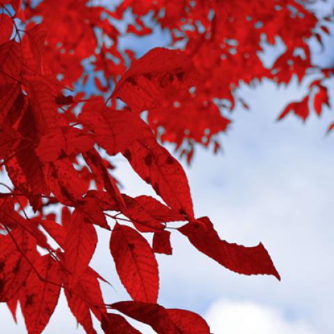 image leaves_hr_0038-jpg