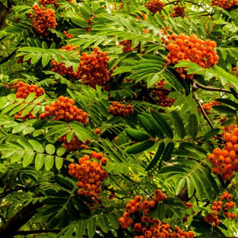 image leaves_lr_0001-jpg