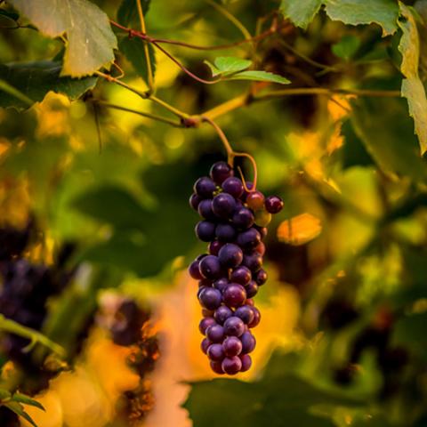 image leaves_lr_0003-jpg