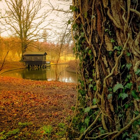 image leaves_lr_0005-jpg