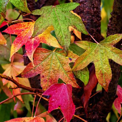 image leaves_lr_0006-jpg