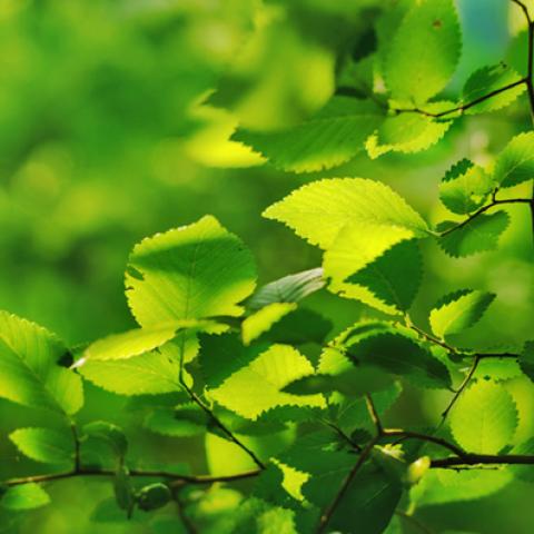 image leaves_lr_0007-jpg