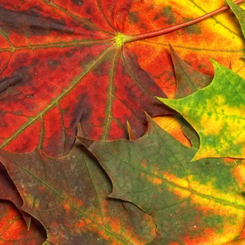 image leaves_lr_0008-jpg