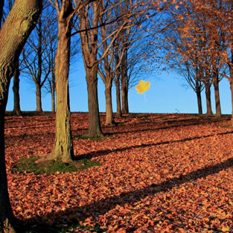 image leaves_lr_0009-jpg