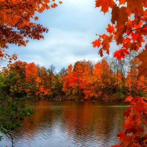 image leaves_lr_0010-jpg
