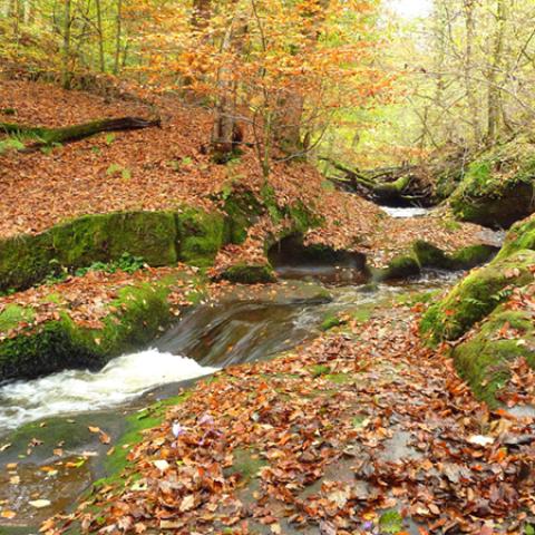 image leaves_lr_0011-jpg