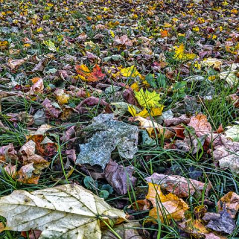 image leaves_lr_0012-jpg