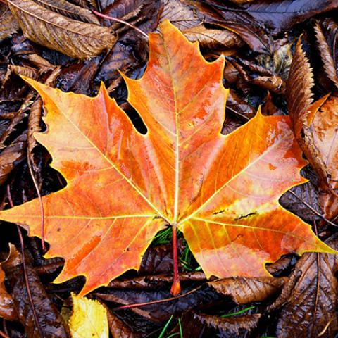 image leaves_lr_0013-jpg