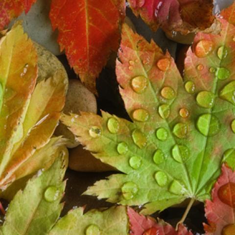 image leaves_lr_0014-jpg