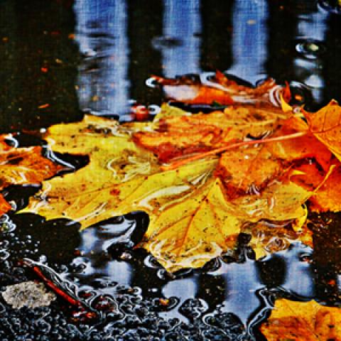 image leaves_lr_0015-jpg