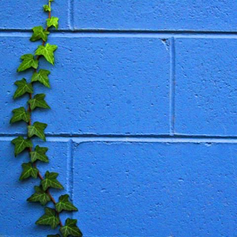 image leaves_lr_0016-jpg