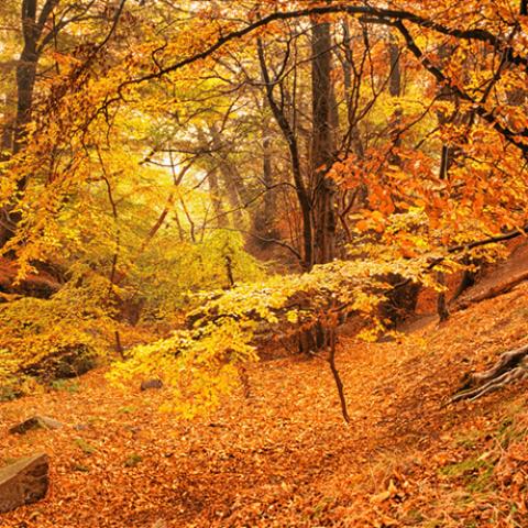 image leaves_lr_0017-jpg