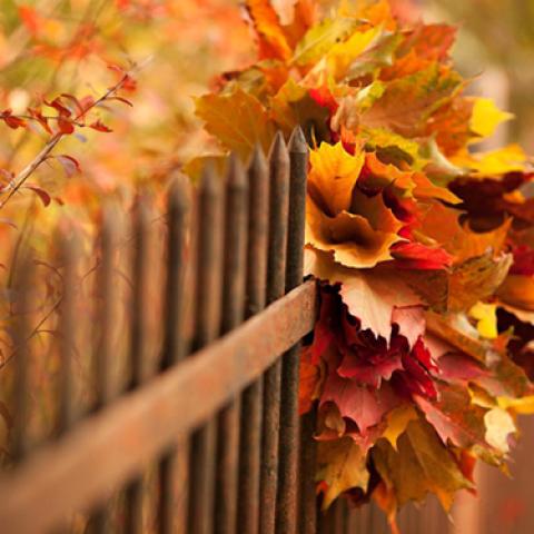 image leaves_lr_0018-jpg