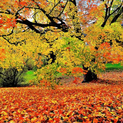 image leaves_lr_0019-jpg