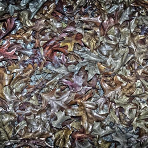 image leaves_lr_0020-jpg