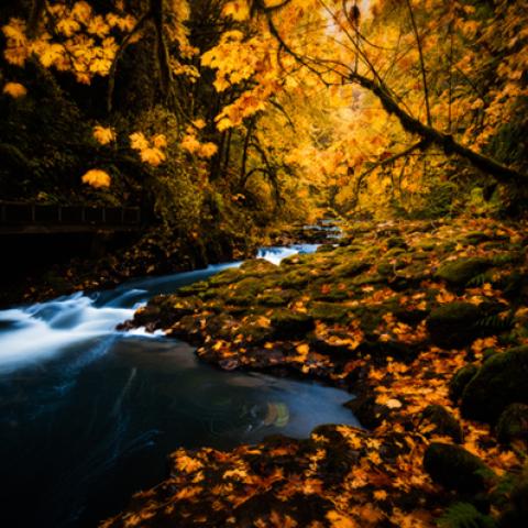 image leaves_lr_0021-jpg