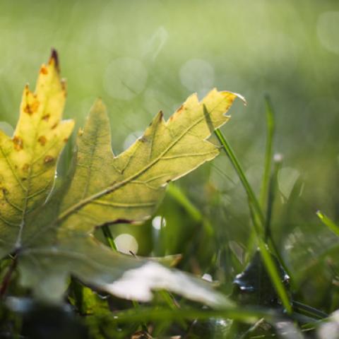 image leaves_lr_0022-jpg