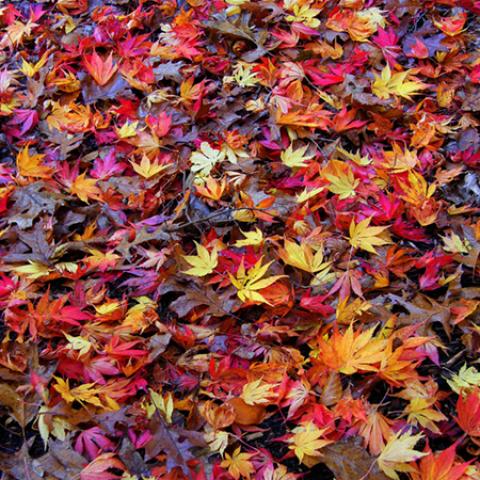 image leaves_lr_0024-jpg