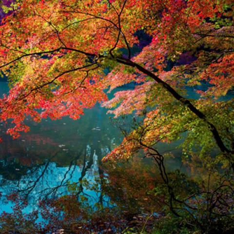 image leaves_lr_0025-jpg