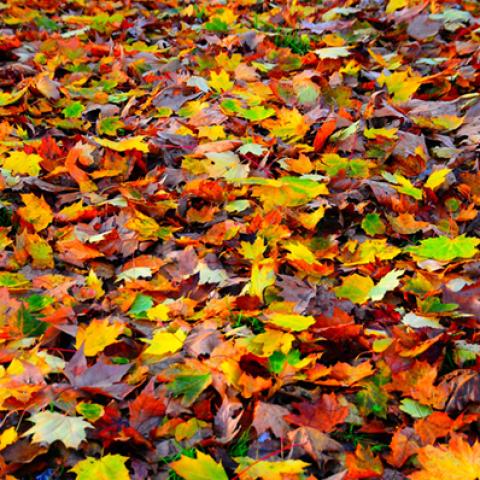 image leaves_lr_0027-jpg