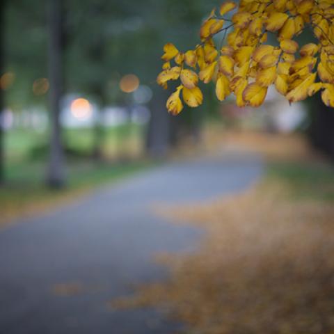 image leaves_lr_0028-jpg