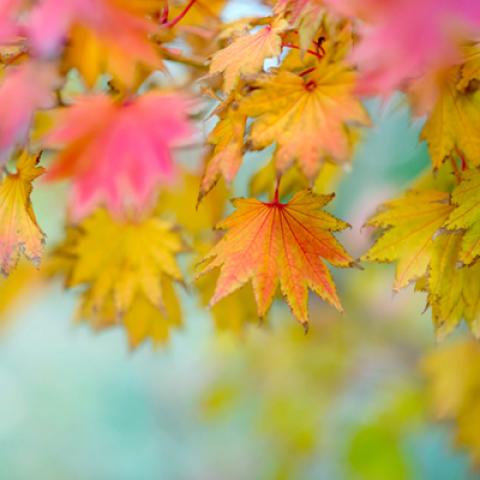 image leaves_lr_0029-jpg