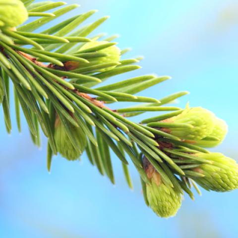 image leaves_lr_0031-jpg
