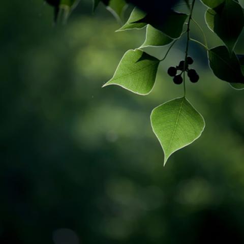 image leaves_lr_0038-jpg