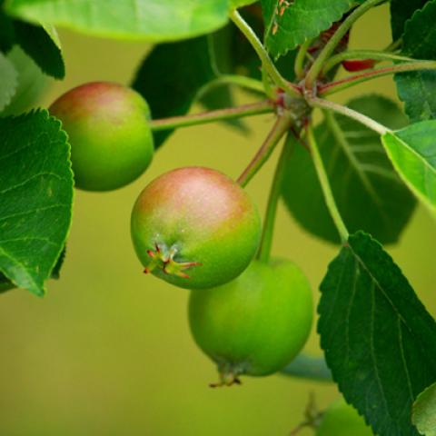 image leaves_lr_0040-jpg