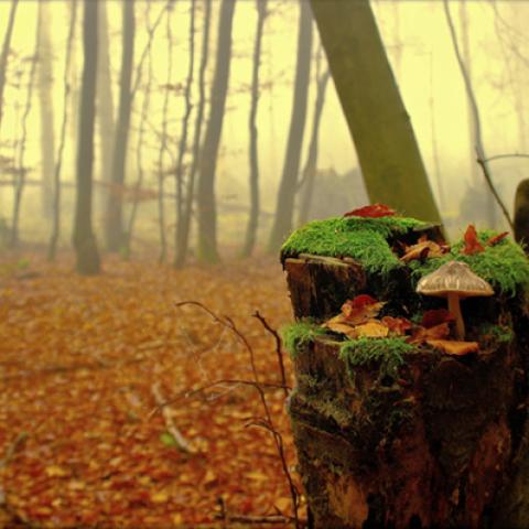 image mushrooms_hr_0001-jpg