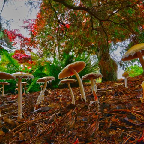 image mushrooms_hr_0002-jpg