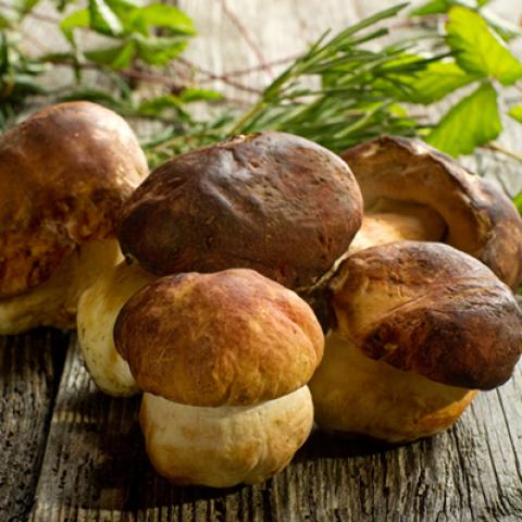 image mushrooms_hr_0003-jpg