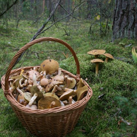 image mushrooms_lr_0001-jpg