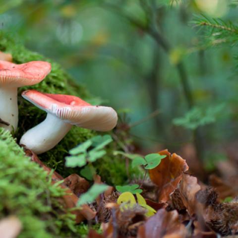 image mushrooms_lr_0002-jpg
