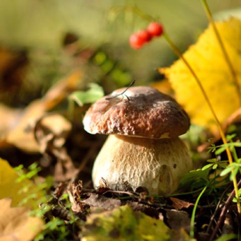 image mushrooms_lr_0003-jpg