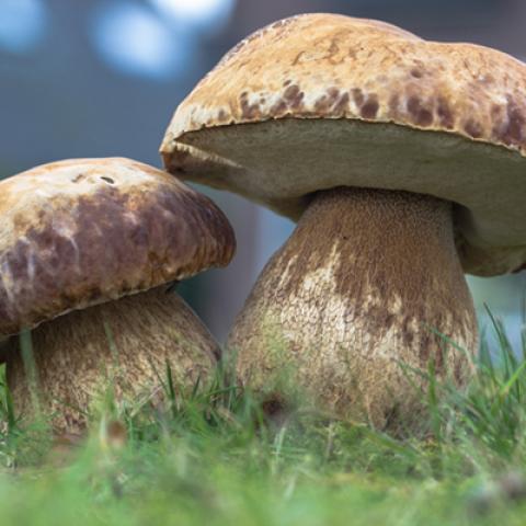 image mushrooms_lr_0004-jpg