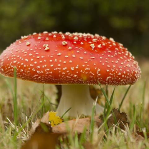 image mushrooms_lr_0005-jpg