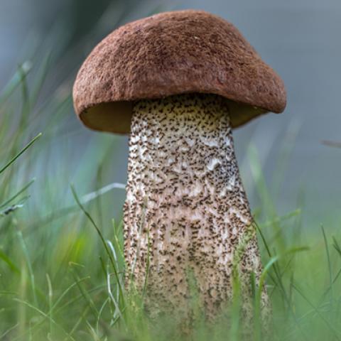 image mushrooms_lr_0006-jpg