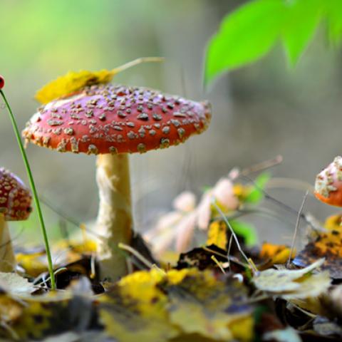 image mushrooms_lr_0008-jpg