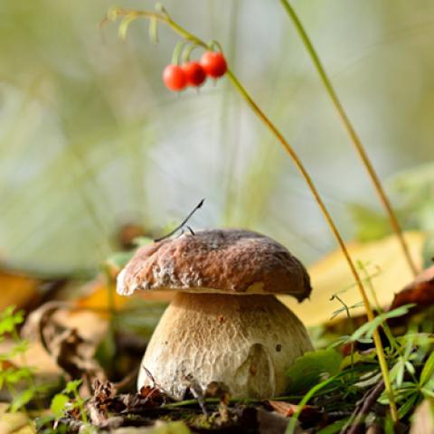 image mushrooms_lr_0009-jpg
