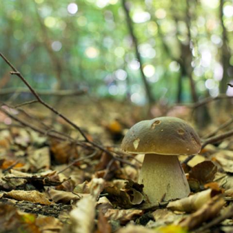 image mushrooms_lr_0010-jpg