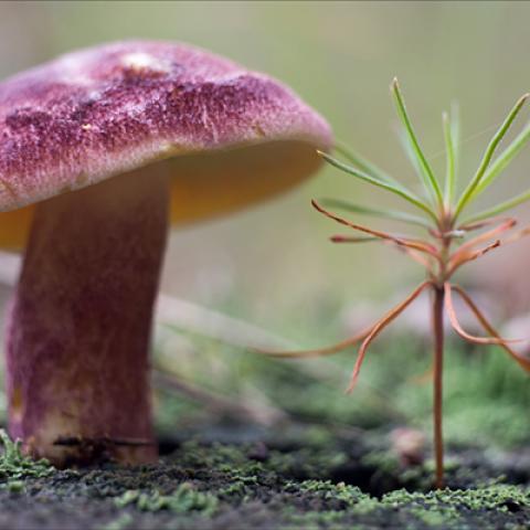 image mushrooms_lr_0011-jpg