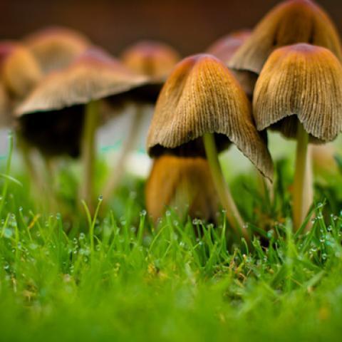 image mushrooms_lr_0012-jpg