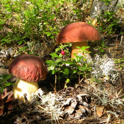 image mushrooms_lr_0014-jpg
