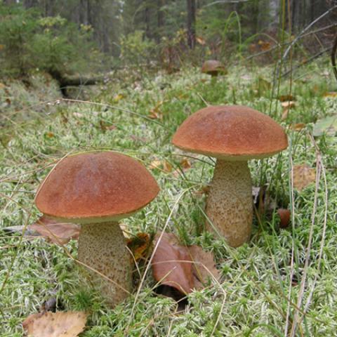 image mushrooms_lr_0015-jpg