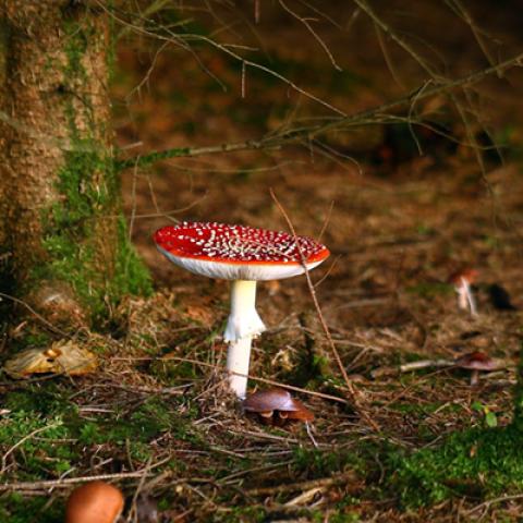 image mushrooms_lr_0016-jpg