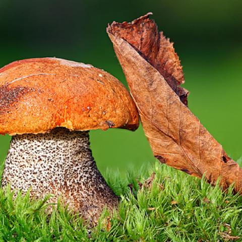 image mushrooms_lr_0017-jpg