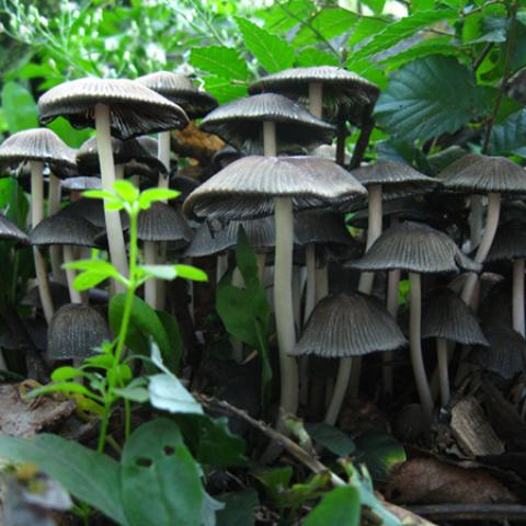 image mushrooms_lr_0018-jpg